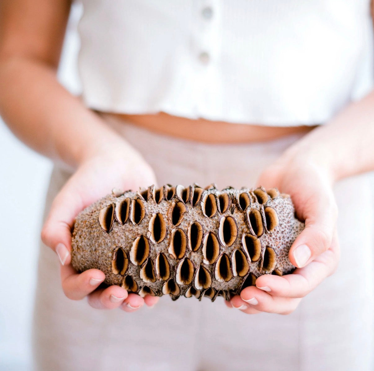 Banksia Seed Pod