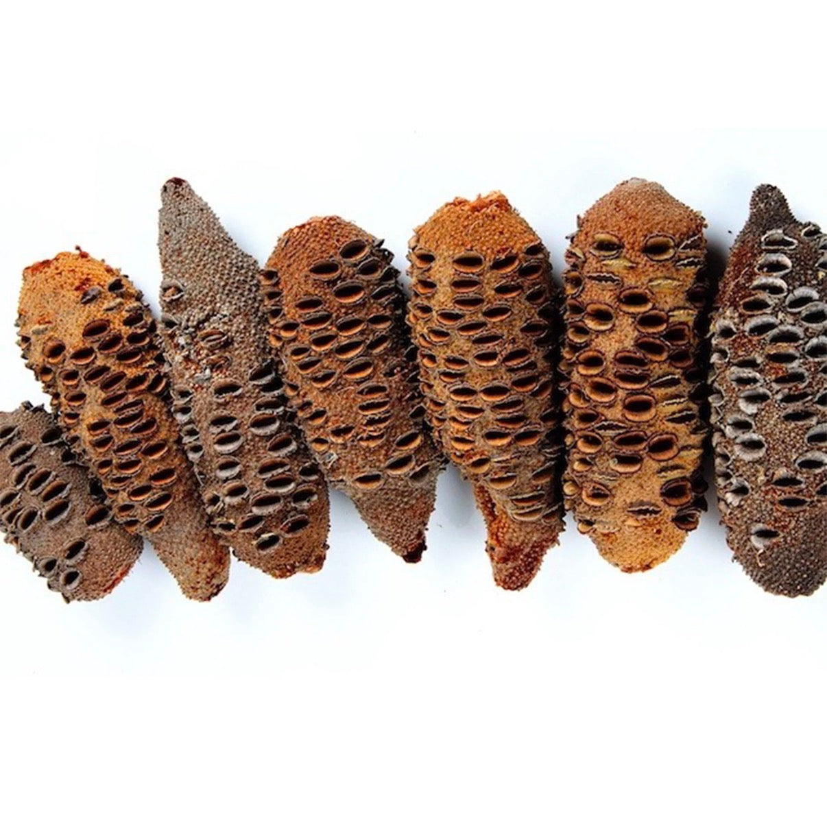 Banksia Seed Pod